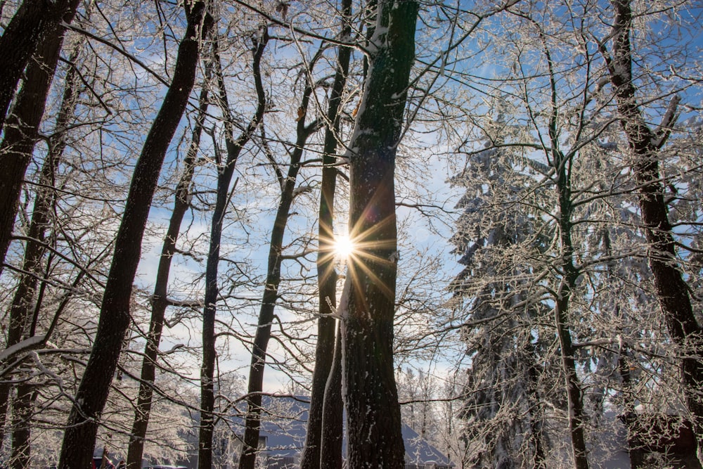 Low sun shining through snowy forest trees.